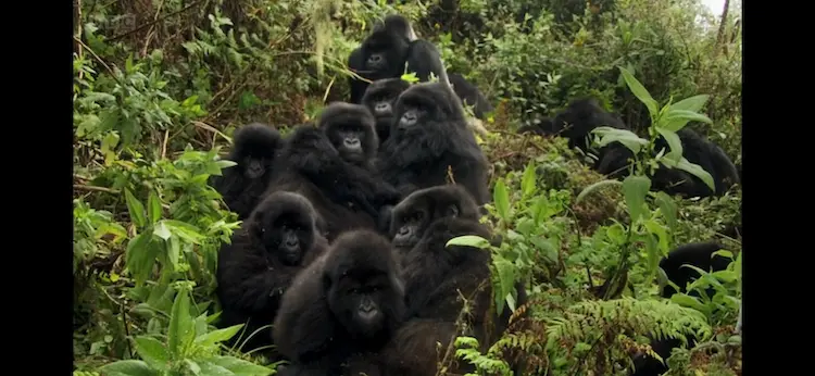 Mountain gorilla (Gorilla beringei beringei) as shown in Africa - The Future